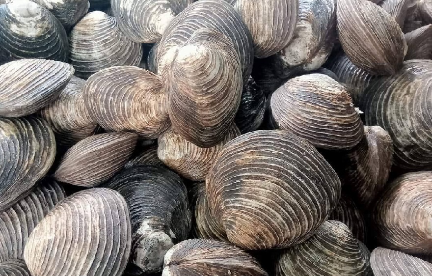 Austriella Corrugata (Austriella/Ngan): Quang Ninh’s Prized Oceanic Specialty