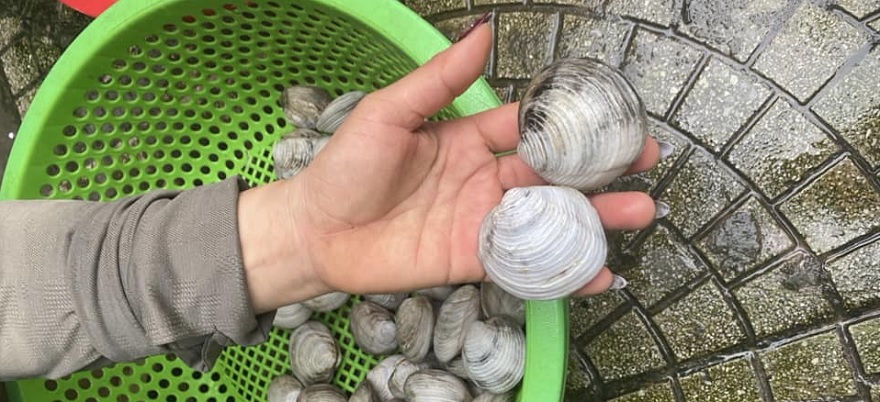 How to choose Ngán clams