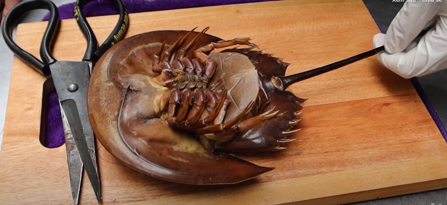 Preparing horseshoe crab is a meticulous process