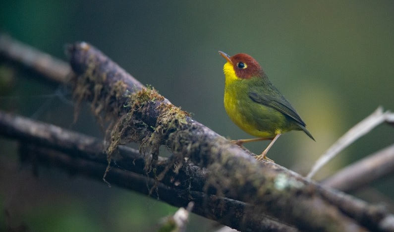 Chestnut-headed Tesia (Cettia castaneocoronata)