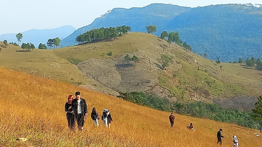 Burnt grass and green grass on Phuong Hoang Peak
