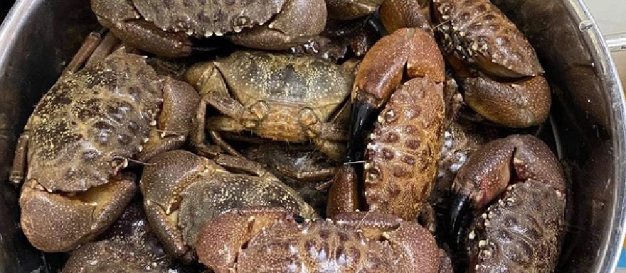 Quang Ninh Black Stone Crab