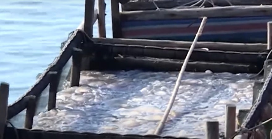 Jellyfish harvesting and production provide a significant income for the local community