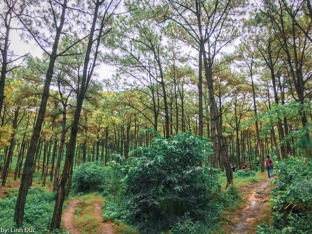 Forest trail leading to Da Chong Mountain (Photo: Linh Duc)