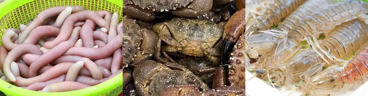 Ha Long is a coastal city famous for its wide variety of fresh seafood such as Sipunculus, Mud Crab, and Mantis Shrimp