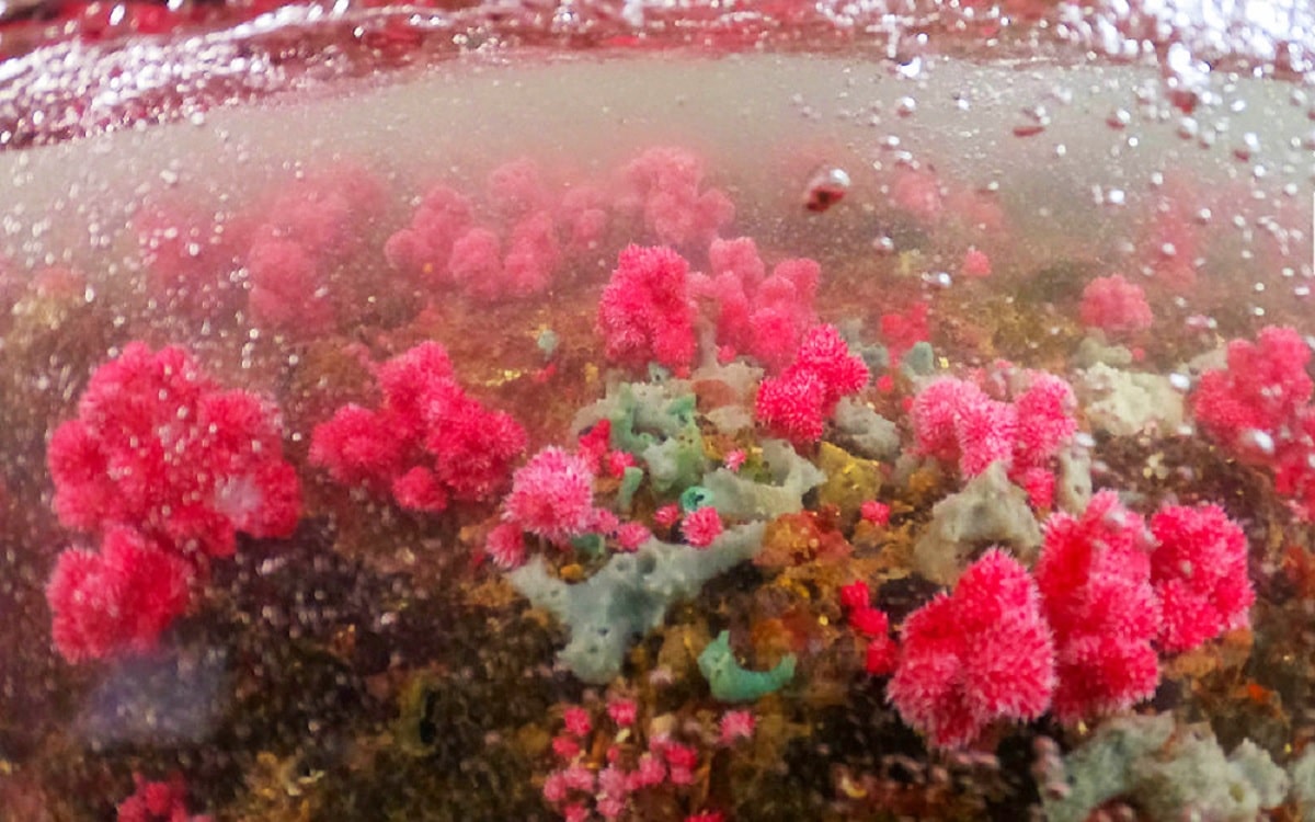 Coral reef ecosystem