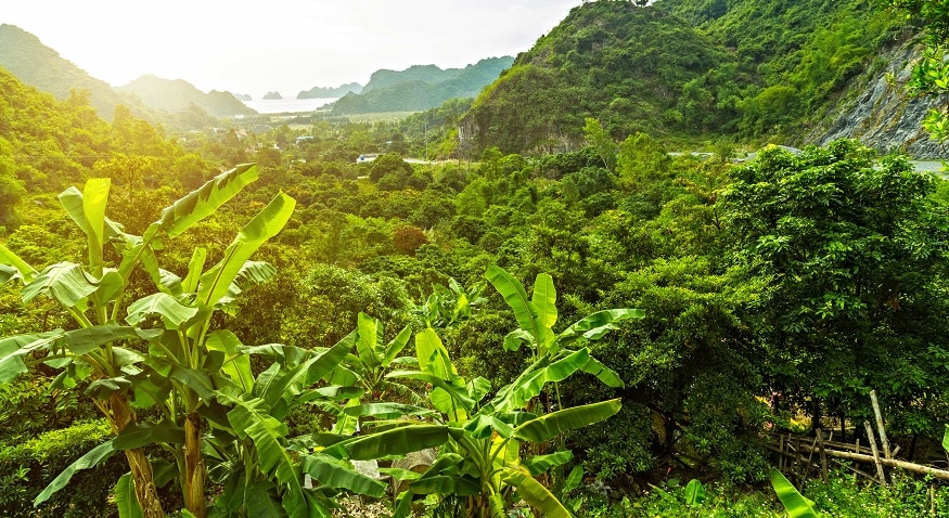 Tropical rainforest ecosystem