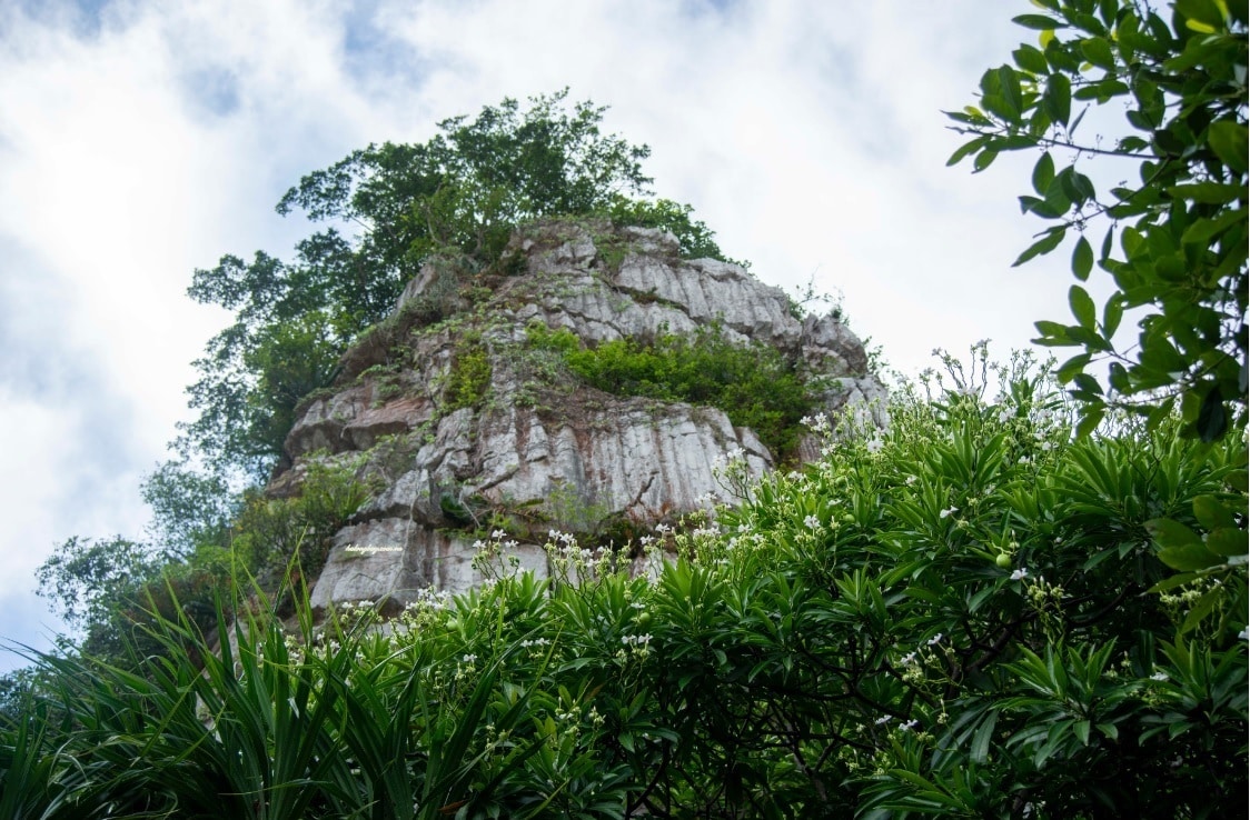 Epiphytic Forest Ecosystem
