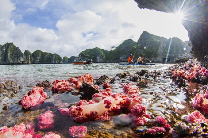 Coral reef ecosystem in Cong Do, Ha Long