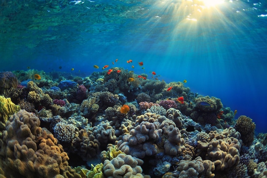 Coral reef ecosystem