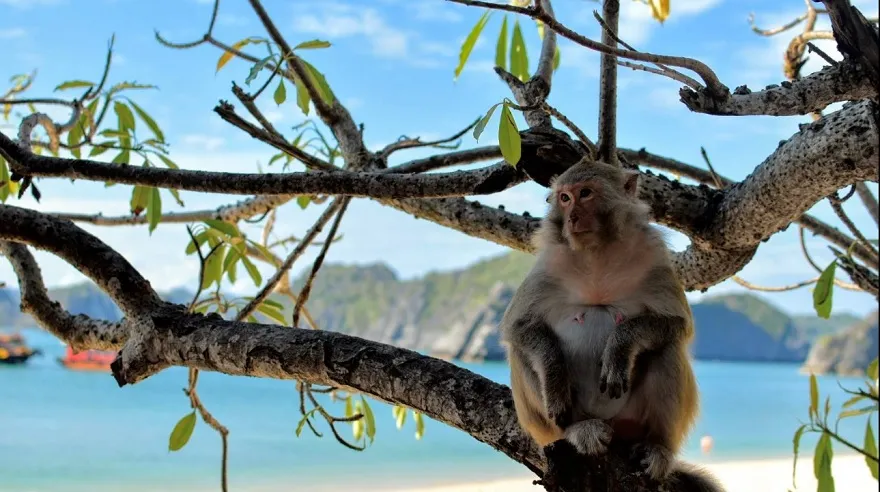 Long-tailed Macaques (Macaca fascicularis) at Cat Dua Island (Monkey Island)
