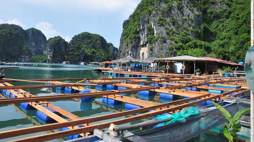 Vung Vieng aquaculture farming area