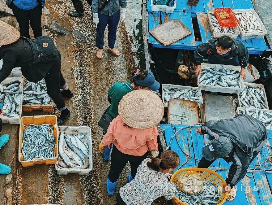 Residents in Cai Beo primarily make a living through seafood harvesting