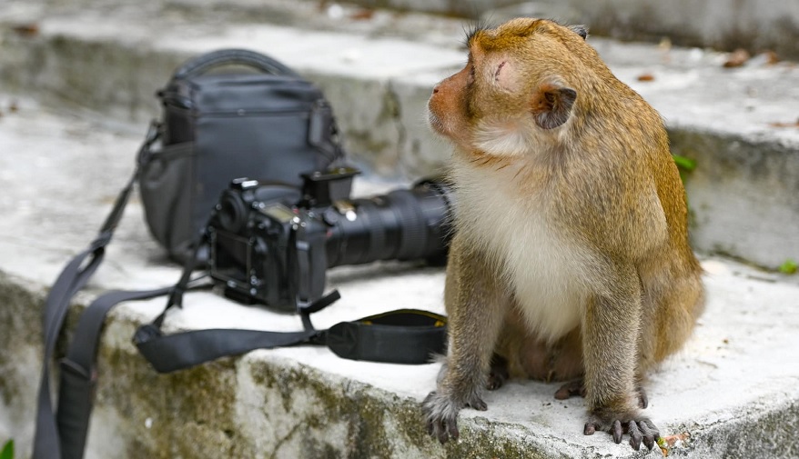 Discovering Cat Ba Monkey Island: The Ultimate Luxury Travel Guide