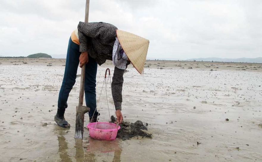 Women in Van Don often use a specialized tool called a 'xeng mai' to dig for Sipunculus nudus (sea worms).