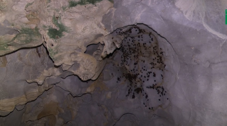 The innermost chamber of Trung Trang Cave is a spacious cavern serving as a sanctuary for the Halong leaf-nosed bat