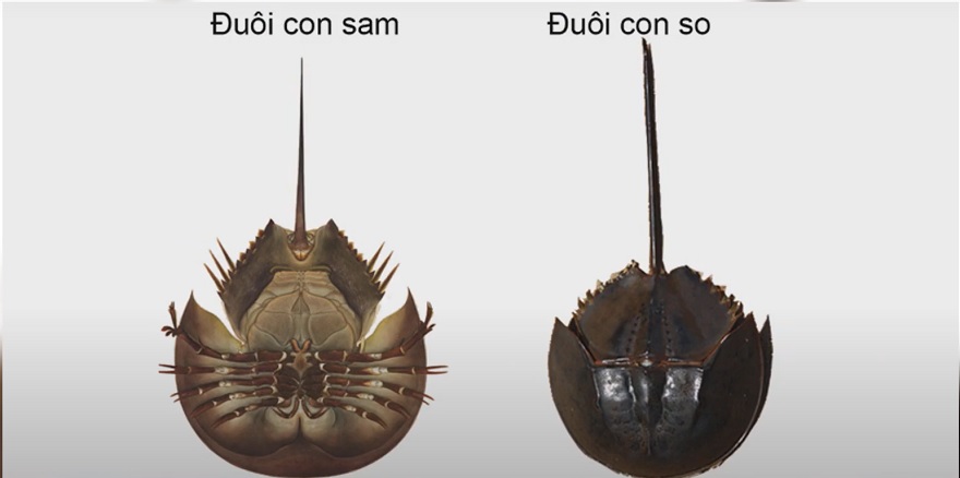 Distinguishing between the Horseshoe Crab (Sam) and the Mangrove Horseshoe Crab (So)