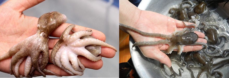 Long-legged ruốc (right) offers superior flavor and nutrition compared to short-legged ruốc (left)
