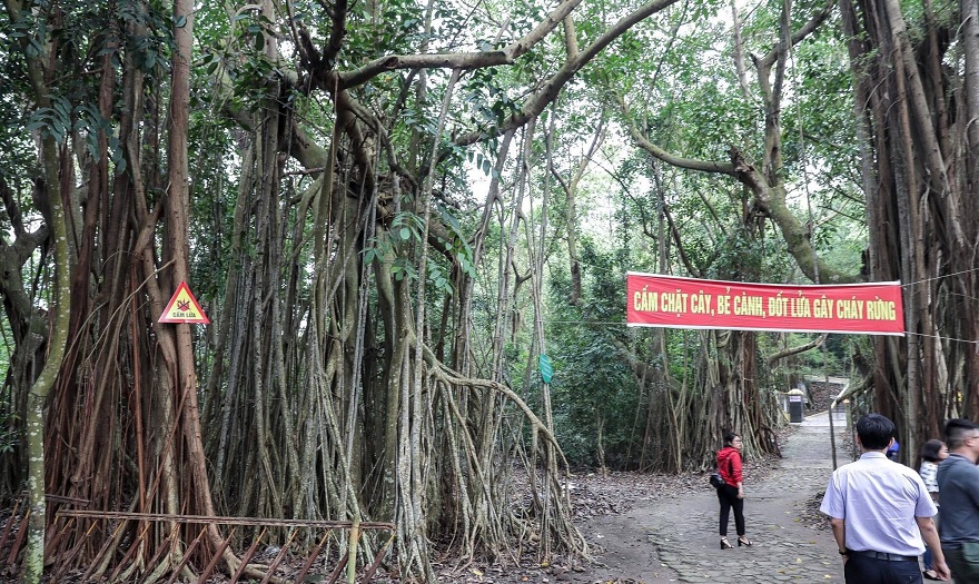 The primeval forest on Hon Dau Island