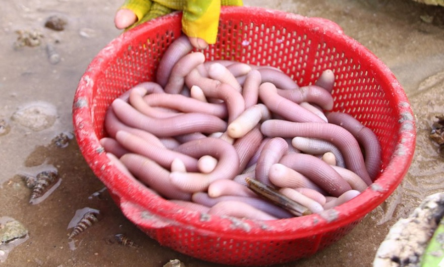 Fresh Van Don (Quang Ninh) Sipunculus nudus