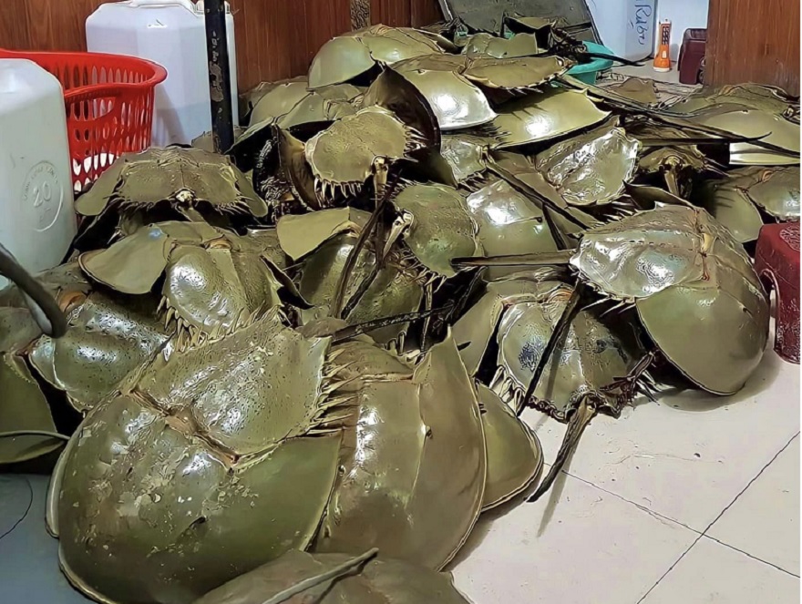 Horseshoe crab is one of the special seafood dishes in Quang Ninh