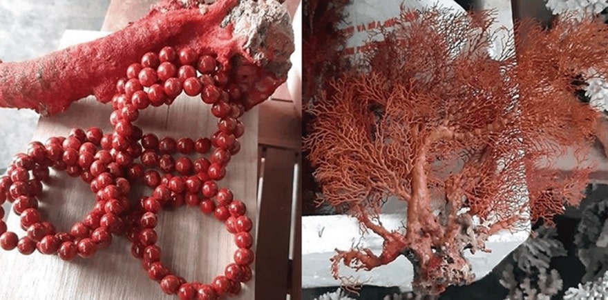 Red coral could be fashioned into exquisite jewelry such as bracelets and necklaces, making them ideal gifts for royalty in ancient times.