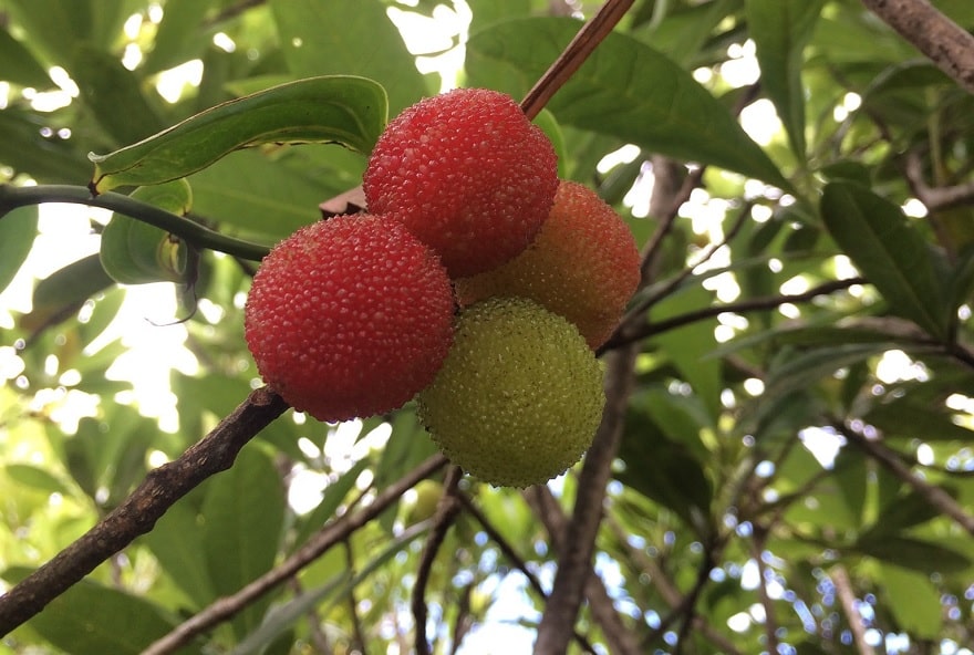 Wild Bayberry