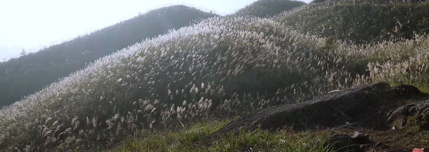 The paradise of reed grass flowers at Landmark 1297