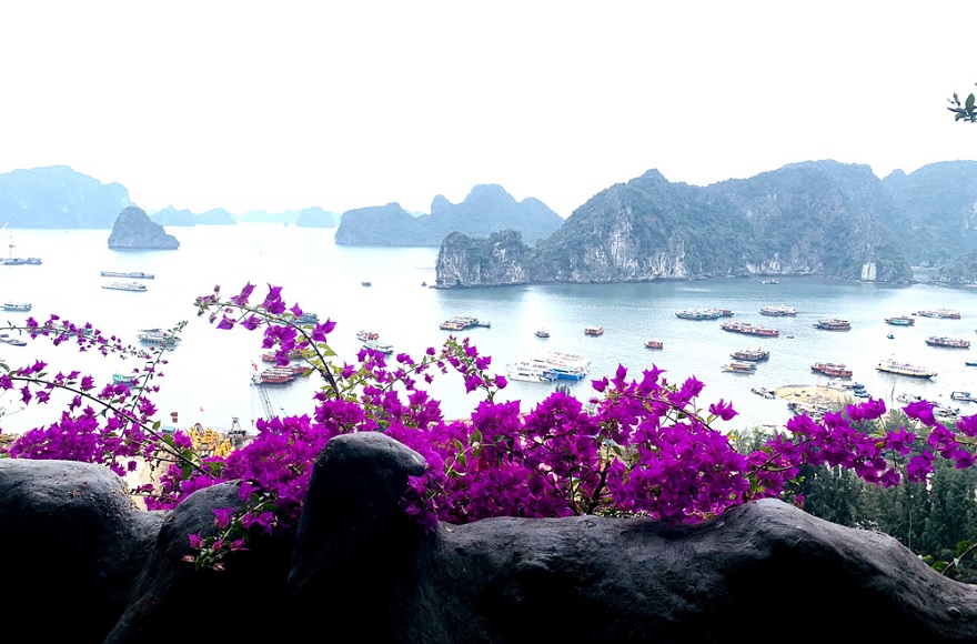 Sipping coffee from Thien Dang Cave offers a panoramic view of Bai Tu Long Bay from above.