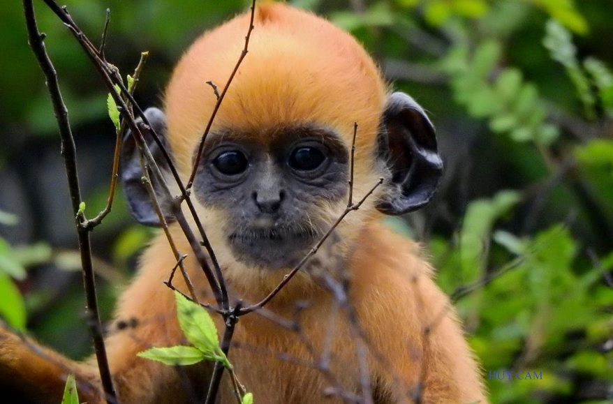 Cat Ba Langur (Trachypithecus poliocephalus), with a current population estimated at around 70 individuals