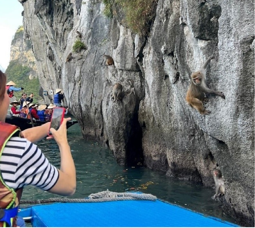 Golden monkey (Macaca Mulatta)