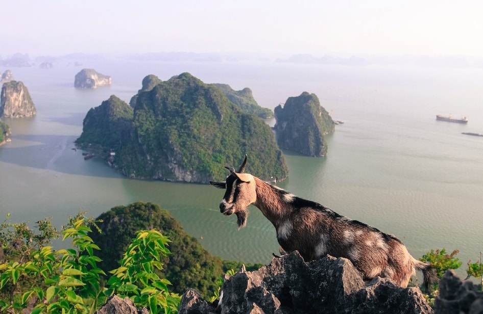 Wild mountain goats delight visitors along the trail to the peak
