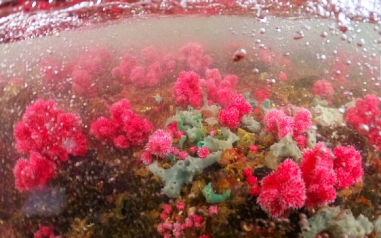 Unveiling the Biodiverse Wonders of Halong Bay