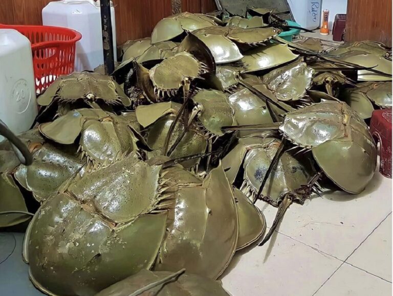 Horseshoe Crab: The Hidden Culinary Treasure of Halong Bay